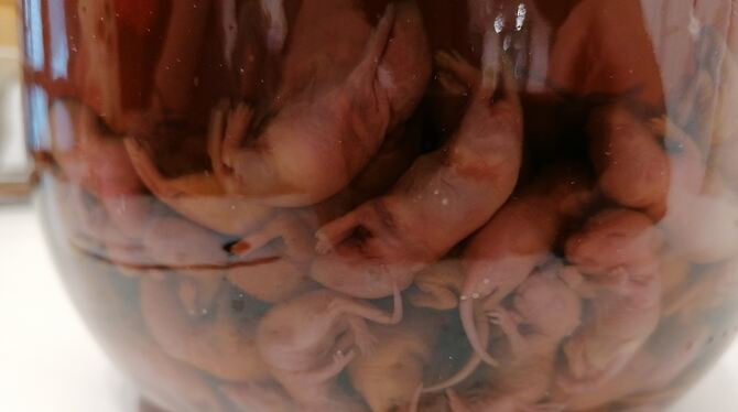 Disgusting Food Museum Reiswein mit Mäusebabys