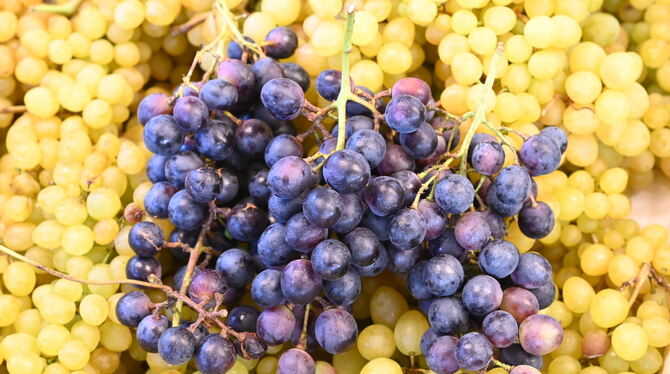 Tafeltrauben Tafeltrauben sind bald wieder in vieler Munde.