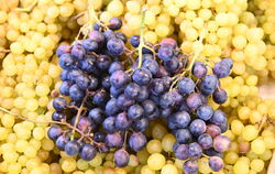 Tafeltrauben sind bald wieder in vieler Munde.
