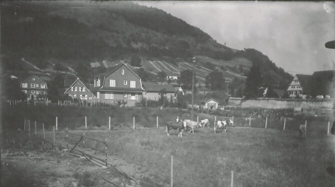Um 1930 - Ortsansicht mit grasenden Kühen: Wo wurde dieses Foto aufgenommen?