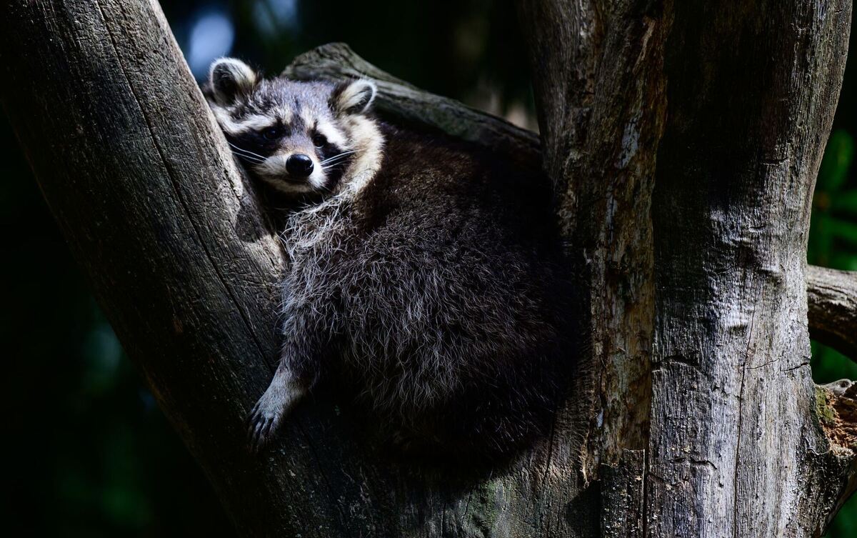 Nachwuchs im Wildtierpark Lüneburger Heide