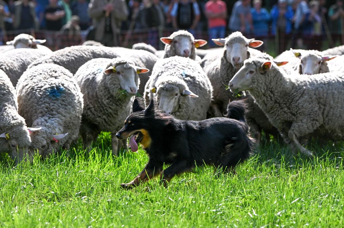 Landesmeisterschaften im Schafehüten
