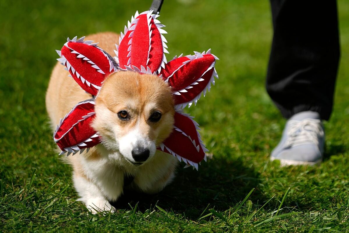 Russland Corgi-Parade Russland Corgi-Parade