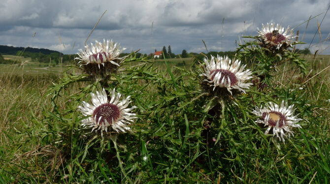 Die Silberdisteln leuchten noch vor der dräuenden Gewitterfront, fahren aber schon mal vorsichtshalber ihre Hüllblätter ein.  FO