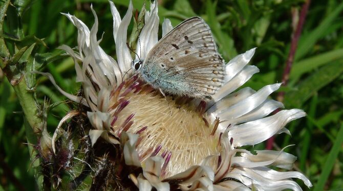Ein schönes Paar: der Silbergrüne Bläuling und die Silberdistel.