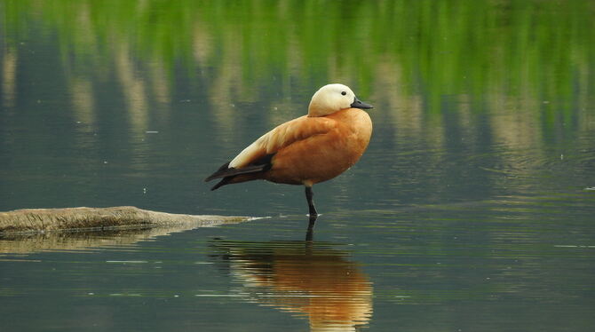 Die Rostgänse fliegen in der Balzzeit meist paarweise mit lautem Geschrei hintereinander her.  FOTOS: KÜNKELE