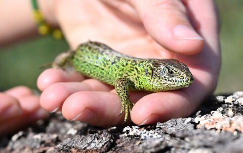 eidechsenangeln_08_25_pieth_13