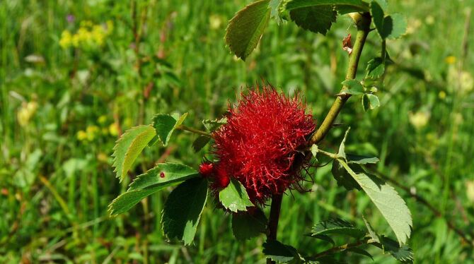 Eine der vielen Erscheinungsformen eines Rosenkönigs.  FOTO: KÜNKELE