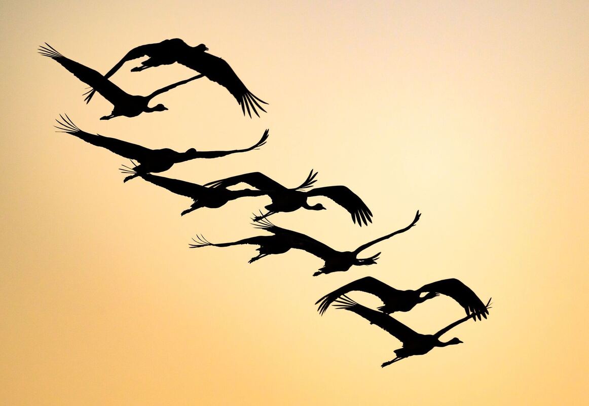 Start der diesjährigen Kranichzeit Start der diesjährigen Kranichzeit