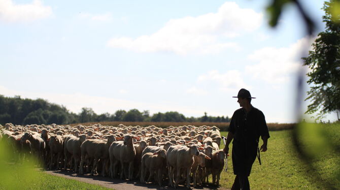 Beim Leistungshüten des Schäferlaufs in Bad Urach führt der Schäfer Jonas Henninger seine Herde.