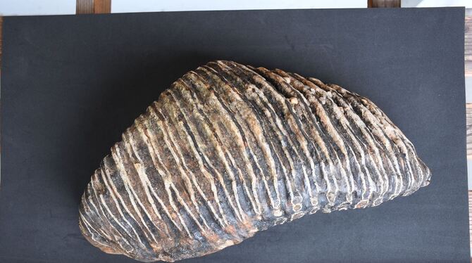 Backenzahn eines Mammuts