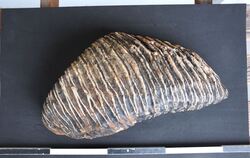 Backenzahn eines Mammuts