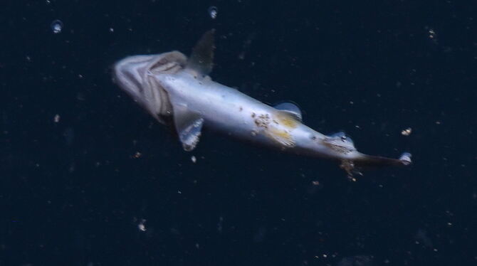 Unglück mit Todesfolge für den Fischbestand im Öschenbach und der Mössinger Steinlach.