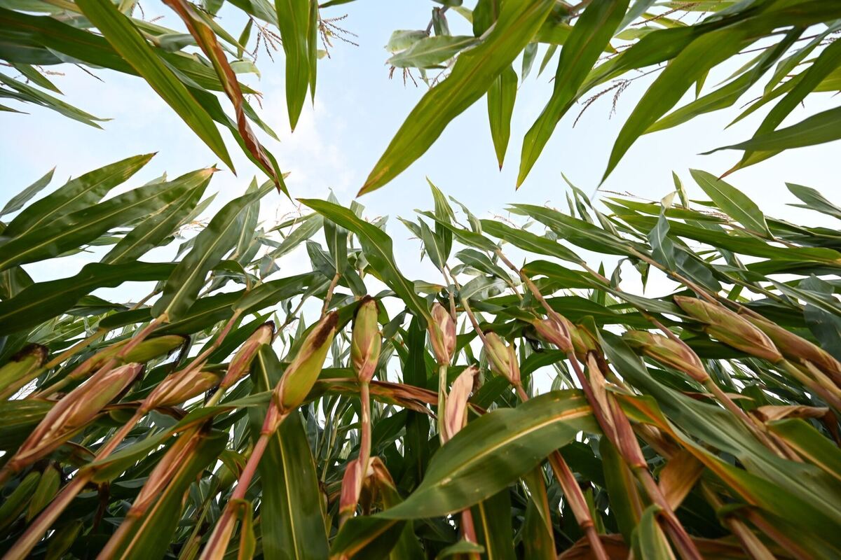 Wetter in Niedersachsen Wetter in Niedersachsen