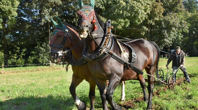 Zehn Gespanne aus ganz Deutschland starteten am Wochenende beim Wettbewerb um die Süddeutschen Meisterschaften auf dem St. Johan