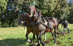 Zehn Gespanne aus ganz Deutschland starteten am Wochenende beim Wettbewerb um die Süddeutschen Meisterschaften auf dem St. Johan