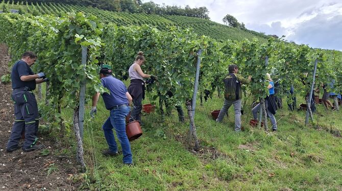Weinlese Start Weinberg Metzingen Zum Start der Spätburgunder: Gut 20 Frau und Mann lassen im Weinberg der Familie Koch die Rebschere zuzwicken.