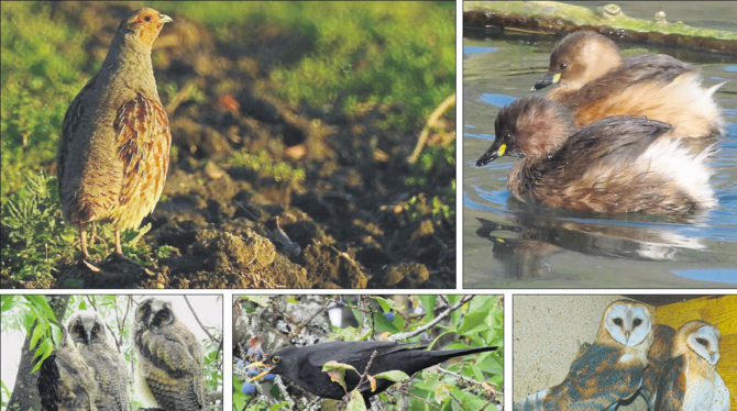 Alle fünf Kandidaten für die Wahl des Vogels des Jahres 2026 (im Uhrzeigersinn): das Rebhuhn, der Zwergtaucher, die Schleiereul