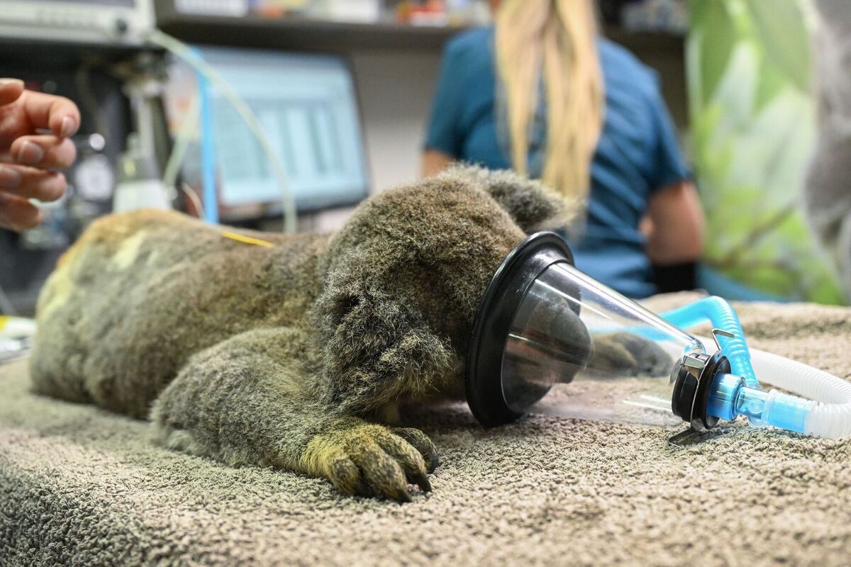 Impfstoff für Koalas Impfstoff für Koalas