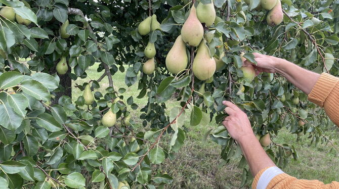 Mundraub Hängt der Baum noch so voller Obst: Selbstbedienung ohne Erlaubnis des Besitzers ist strafbar