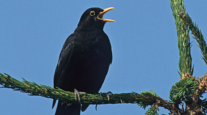 Frühling,Pressebilder,Stunde der Gartenvögel Die früher viel gesehene Amsel wird von immer weniger Kindern und Jugendlichen erkannt als noch vor 20 Jahren.