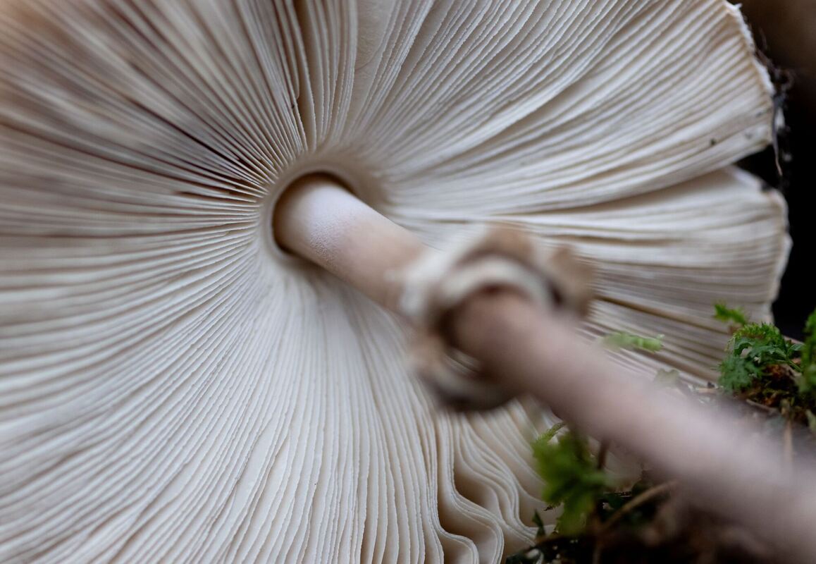 Ausstellung »Pilze« Ausstellung »Pilze«