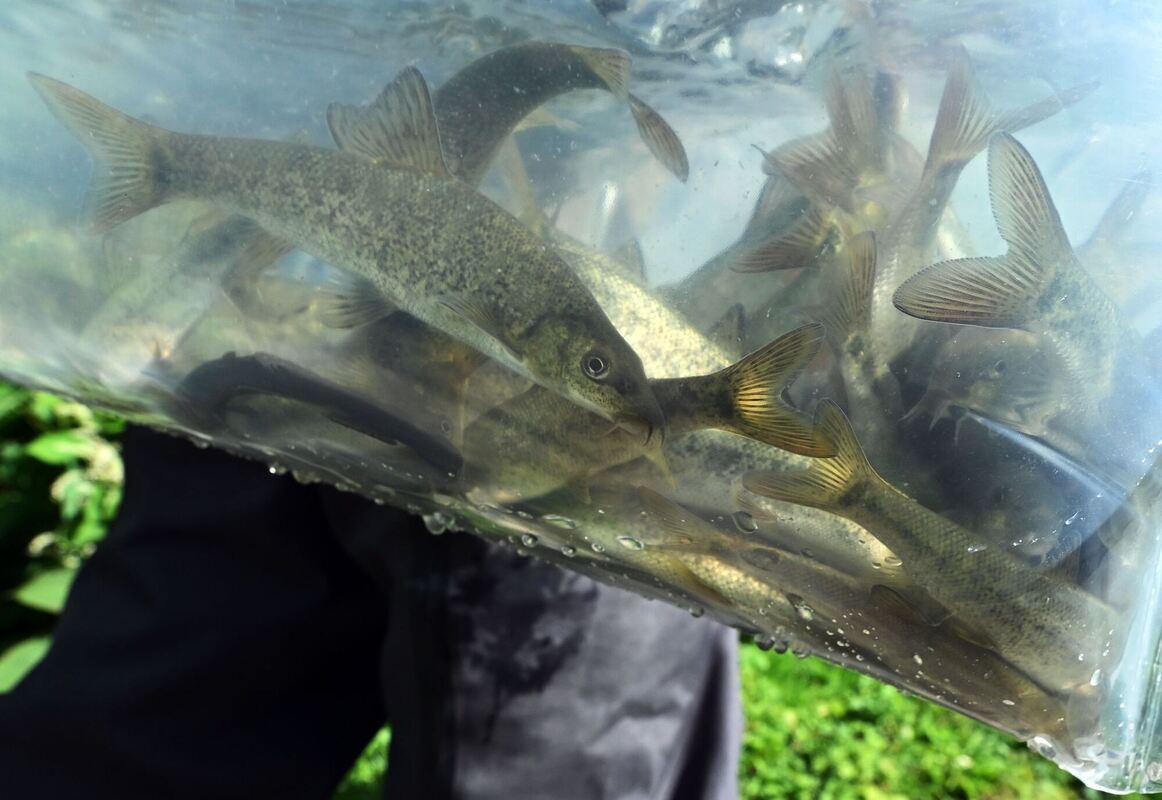 Wiederansiedlung der Barbe in der Saale