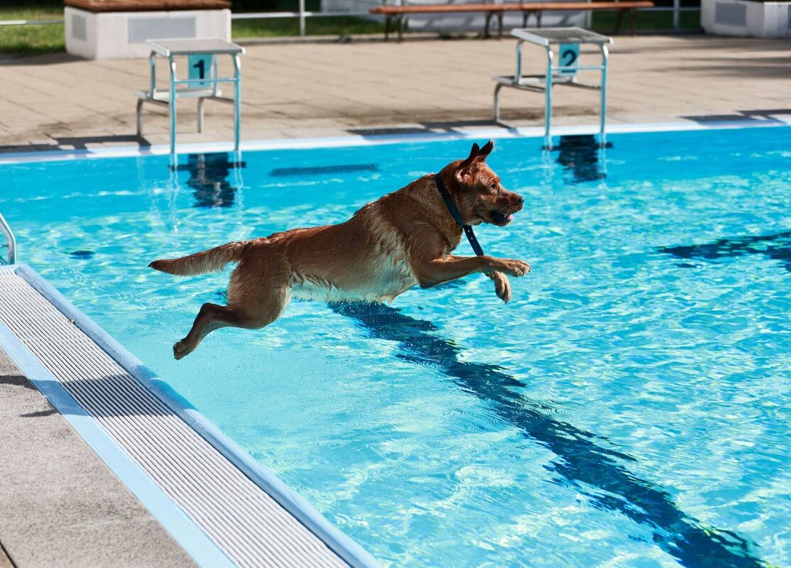 Hundeschwimmen in Wasserleben Hundeschwimmen in Wasserleben