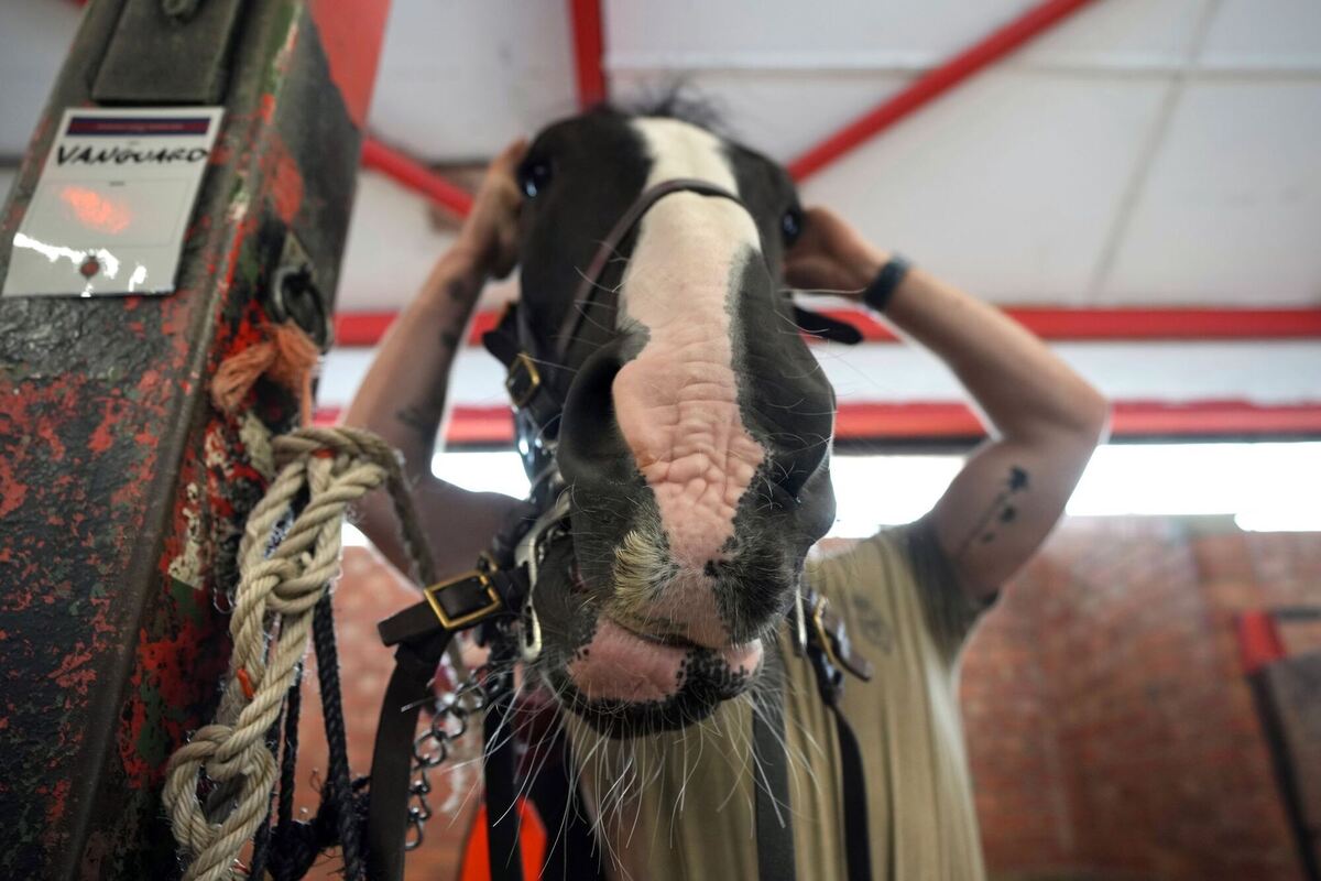 Vor dem Staatsbesuch von US-Präsident Trump in Großbritannien Vor dem Staatsbesuch von US-Präsident Trump in Großbritannien