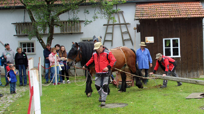 So wurde in früheren Zeiten gearbeitet: »Wargo«, der imposante 20-jährige Ardenner Kaltbluthengst, beim Getreidereinigen. FOTOS: So wurde in früheren Zeiten gearbeitet: »Wargo«, der imposante 20-jährige Ardenner Kaltbluthengst, beim Getreidereinigen. FOTOS: