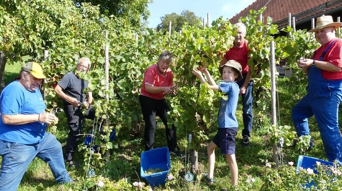Mitglieder des Arbeitskreises Kelter lesen Trauben auf dem Schauweinberg. Unterstützt werden sie vom neunjährigen Leevi.  FOTO:
