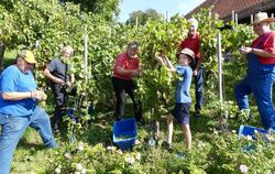 Mitglieder des Arbeitskreises Kelter lesen Trauben auf dem Schauweinberg. Unterstützt werden sie vom neunjährigen Leevi.  FOTO: