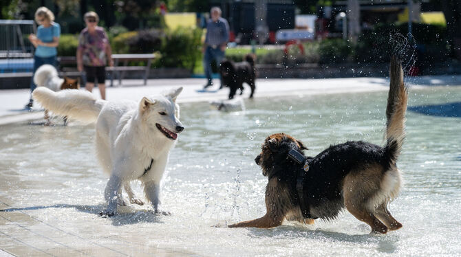 Hundeschwimmen Beim Hundeschwimmen im Reutlinger Wellenfreibad tobten sich die Vierbeiner prächtig aus.