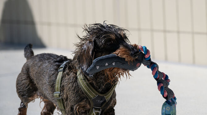 Dagel Dackel Luise war mit dem Apportieren beschäftigt.