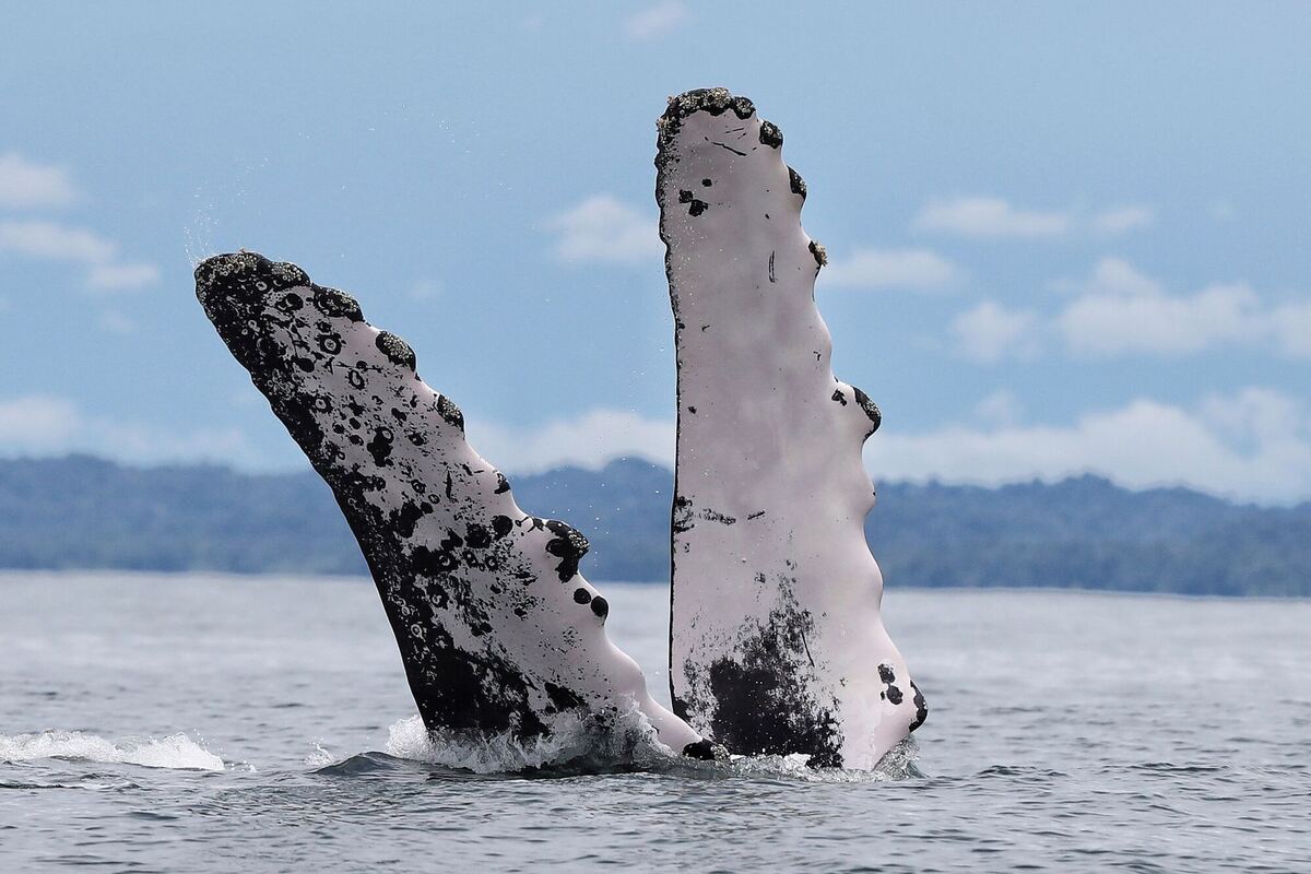 Buckelwal in Kolumbien Buckelwal in Kolumbien