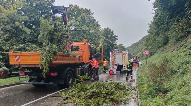 Ein umgestürzter Baum blockierte die Honauer Steige.