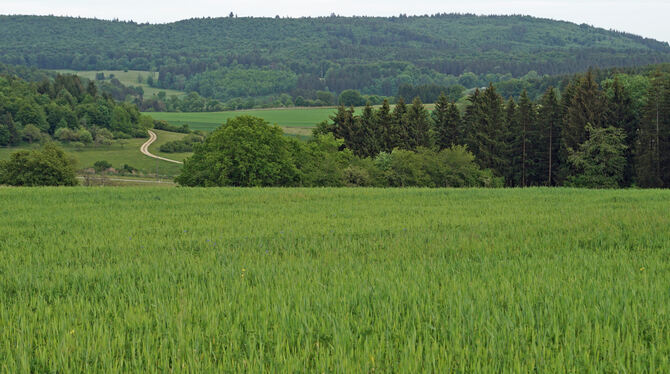 Im Gewann Mittlere Platte wird 2026 eine PV-Anlage gebaut.  FOTO: LENK