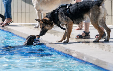Hundeschwimmen_19_09_2025_Schanz_003