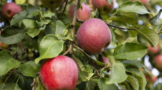 lmv, mbv, Landwirtschaft, ernte, Apfel, symbolfoto, Agrar An vollen Bäumen erfreuen sich Streuobstwiesenbesitzer in der Region in diesem Jahr. Über den Umsatz der Ernte hält sich die Fre