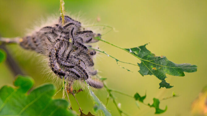 nsb, lni, Natur, Tiere Die Haare der Raupen können allergische Reaktionen auslösen, deshalb werden die Tiere oft bekämpft.