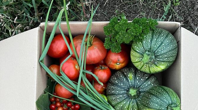 Saisongarten Ernte Satte Ausbeute: Tomaten, Frühlingszwiebeln, Petersilie und runde Zucchini kamen bei einer von Hornigs Ernten in die Kiste.