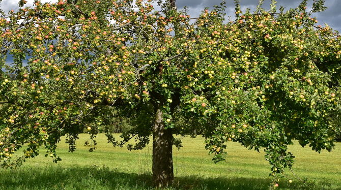 Apfelbaum Früchte ohne Ende: Das Mössinger Apfelfest kann aus dem Vollen schöpfen