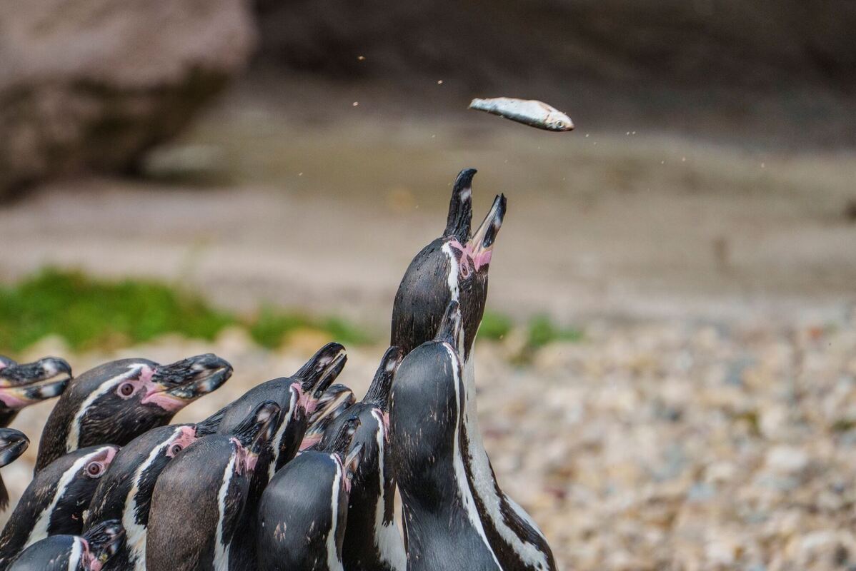 »Zootag« im Zoo Frankfurt »Zootag« im Zoo Frankfurt