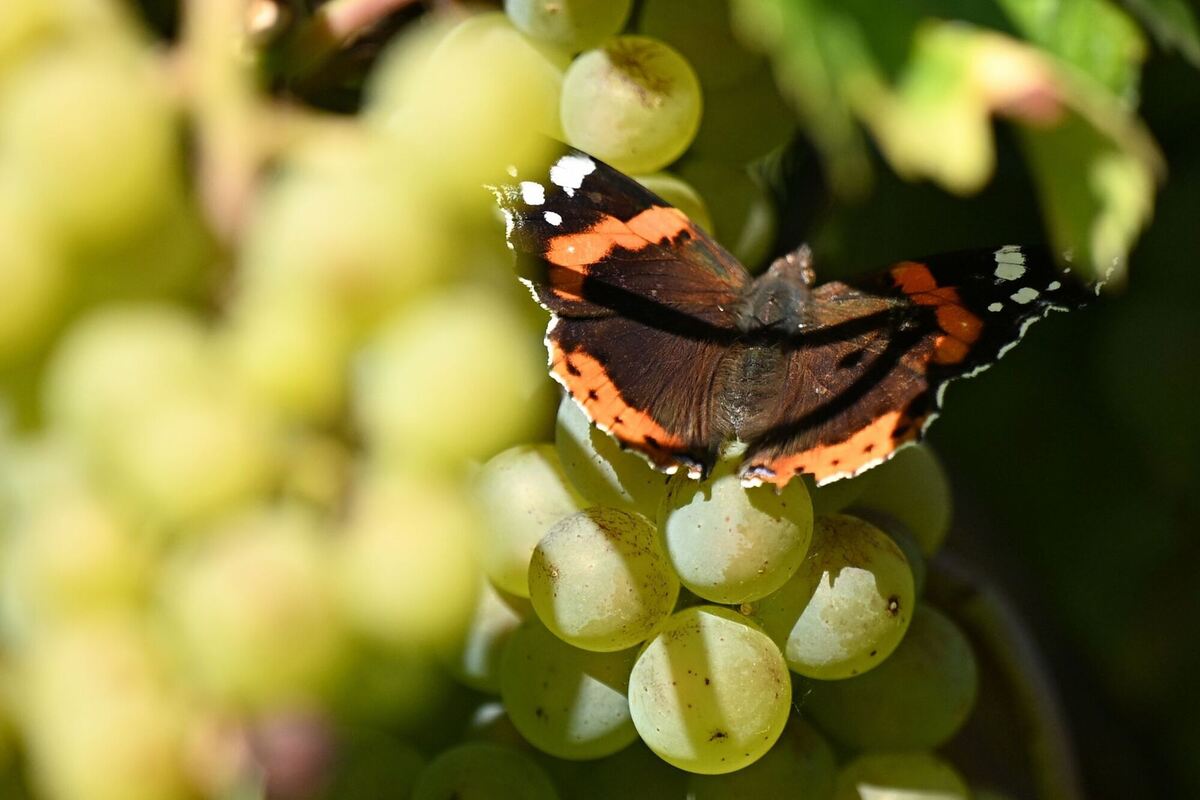 Weinlese in Sachsen-Anhalt Weinlese in Sachsen-Anhalt