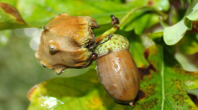 Rechts eine normale, links eine von der Knopperngallwespe umgestaltete Eichel.