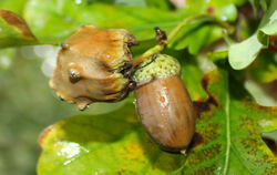 Rechts eine normale, links eine von der Knopperngallwespe umgestaltete Eichel.