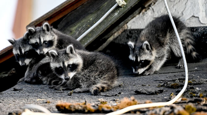 KINA, Waschbären Sehen die kleinen Räuber nicht süß aus? Im Kreis Reutlingen gibt es immer mehr Waschbären. Sie fühlen sich auch auf Dachböden od