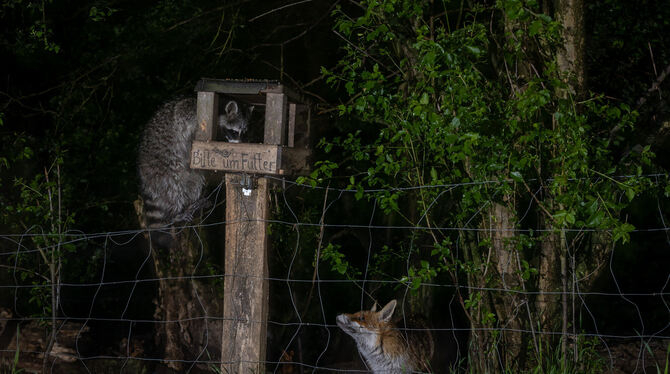 KINA, waschbär, Frühling, deutschland, wiese, landschaft, naturfoto, tierportrait, wald, wildlife, wildtier, jagd, naturfotograf Ein Beispiel dafür, dass Waschbären auf ihrer Futtersuche keine Grenzen kennen. Ein Waschbär ist auf einen Futterspender geklett