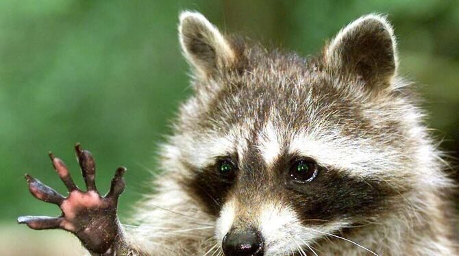 Waschbär Viele halten Waschbären für schnuckelig und füttern die Tiere.