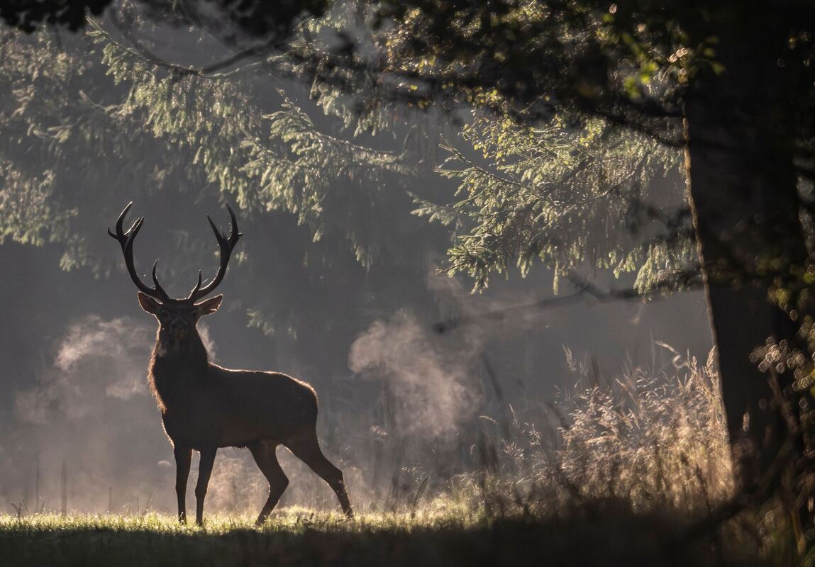 Hirsch im Wald Hirsch im Wald